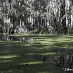 Viaje onírico por los pantanos de Luisiana