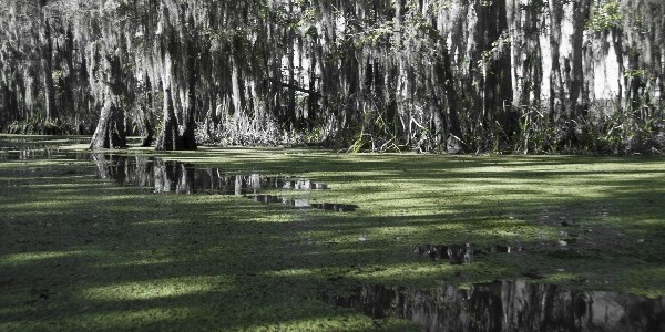 Viaje onírico por los pantanos de Luisiana Viaje onírico por los pantanos de Luisiana
